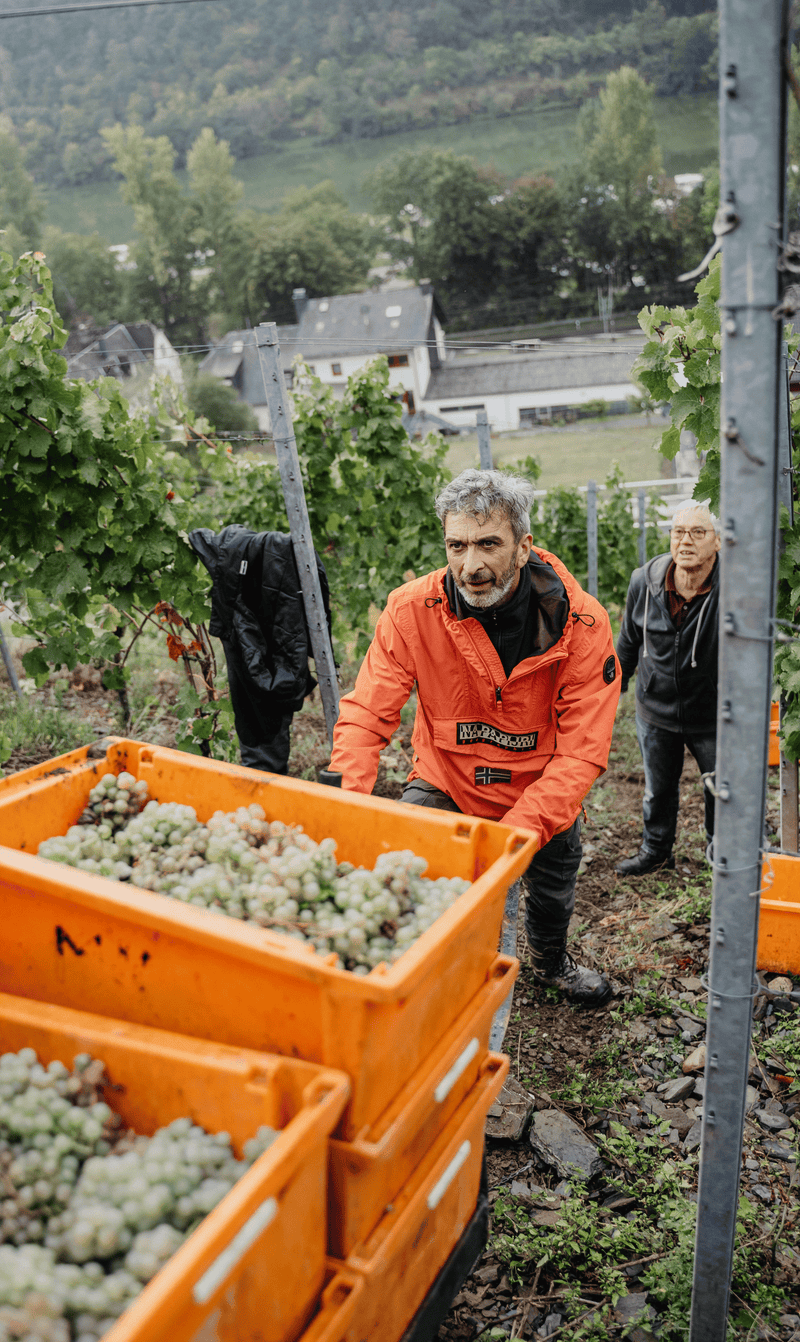 2022er Grauburgunder (trocken) - Die Weinmanufaktur