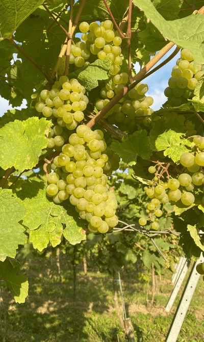 2022er Riesling von der Steillage (halbtrocken) - Die Weinmanufaktur