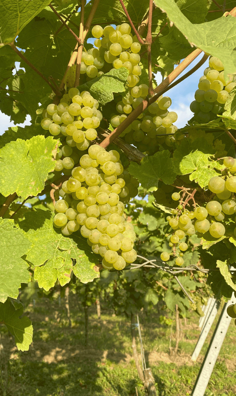 2022er Riesling von der Steillage (trocken) - Die Weinmanufaktur