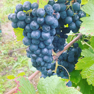 2018er Pinot Noir (Eichenfass gereift, trocken) - Die Weinmanufaktur
