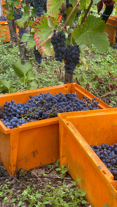 2020er Pinot Noir Rosé (feinherb) - Die Weinmanufaktur