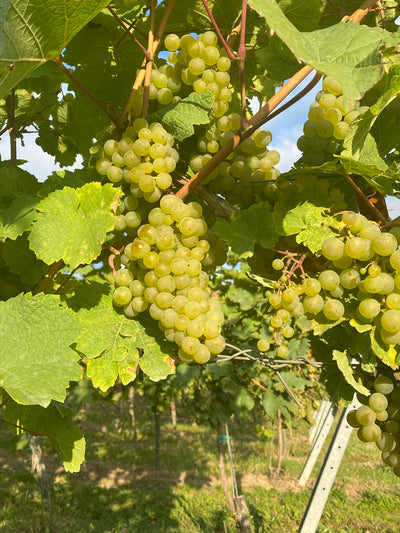 2018er Riesling (Spätlese, lieblich) - Die Weinmanufaktur