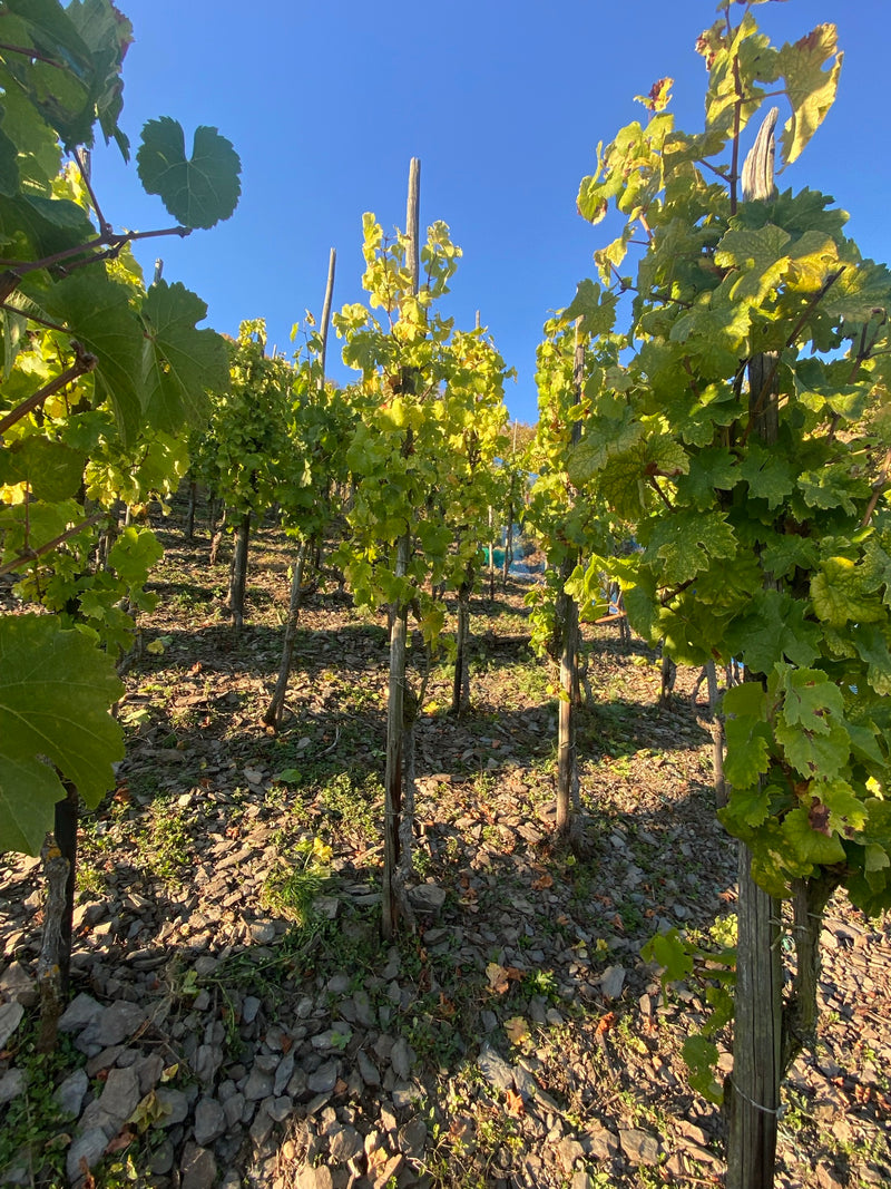 2013er Lenus Mars® Riesling (trocken) - Die Weinmanufaktur