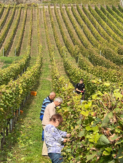 2018er Riesling (Spätlese, lieblich) - Die Weinmanufaktur